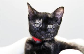 MILKYWAY -  Domestic Short Hair Cat for Adoption in Fort Lauderdale, Florida - MILKYWAY | PetCurious