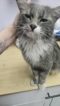 Rescue American Bobtail and Domestic Medium Hair Cats for Adoption in Lakewood, Colorado - Jameson | PetCurious