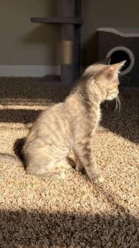 Dove -  Domestic Short Hair Cat for Adoption in Buford, Georgia - Dove | PetCurious
