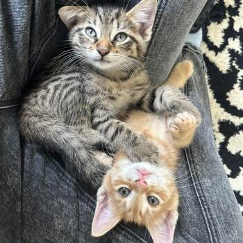 Mango -  Domestic Short Hair Cat for Adoption in Medina, Ohio - Mango | PetCurious