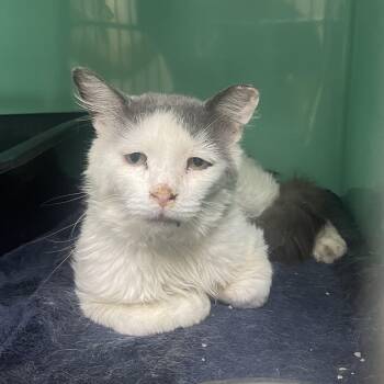 Vito -  Domestic Medium Hair Cat for Adoption in Holly, Michigan - Vito | PetCurious