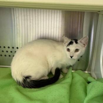 Sensei -  Domestic Short Hair Cat for Adoption in Norman, Oklahoma - Sensei | PetCurious