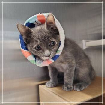 Bryce -  Domestic Short Hair Cat for Adoption in Dearborn, Michigan - Bryce | PetCurious