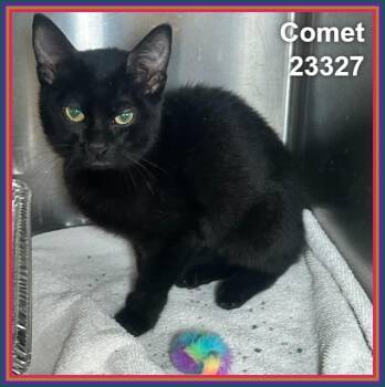 COMET (see also AURORA) -  Domestic Short Hair Cat for Adoption in Marietta, Georgia - COMET (see Also AURORA) | PetCurious