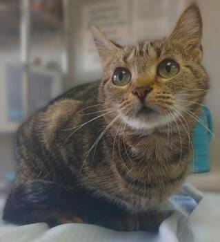 Domestic Short Hair and Bengal Cats Available for Adoption in Taylorsville, North Carolina - Oregano | PetCurious