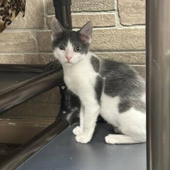 Me and Bobbie McGee -  Domestic Short Hair Cat for Adoption in Davenport, Iowa - Me And Bobbie McGee | PetCurious
