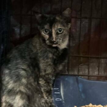 Titi -  Domestic Short Hair Cat for Adoption in Stephenville, Texas - Titi | PetCurious