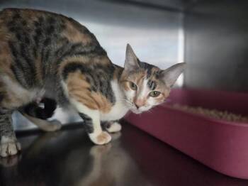 Domestic Short Hair Cats Available for Adoption - SPICY BIRD | PetCurious