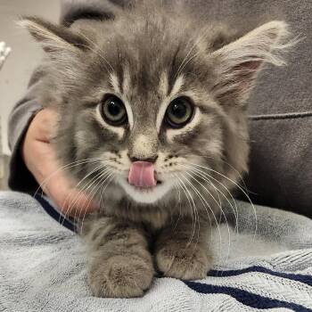 Cerebellum -  Domestic Long Hair Cat for Adoption in Pittsburgh, Pennsylvania - Cerebellum | PetCurious
