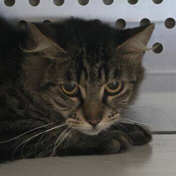 Shade Pelt -  Domestic Short Hair Cat for Adoption in Chatham, Virginia - Shade Pelt | PetCurious