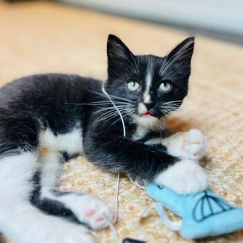 Gordon -  Domestic Short Hair Cat for Adoption in Houston, Texas - Gordon | PetCurious