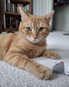 Clifford -  Tabby Cat for Adoption in Columbus, Ohio - Clifford | PetCurious