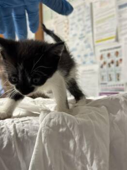 GABBY -  Domestic Short Hair Cat for Adoption in Fort Lauderdale, Florida - GABBY | PetCurious