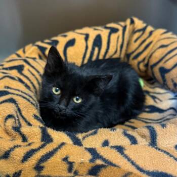 Ferngully - In Foster! -  Domestic Short Hair Cat for Adoption in Flagstaff, Arizona - Ferngully - In Foster! | PetCurious