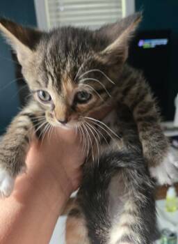 Sabrina -  Domestic Short Hair Cat Available for Adoption in Hartsville, South Carolina - Sabrina | PetCurious