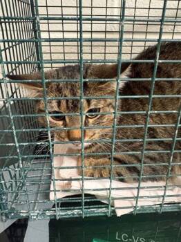 Rescue Domestic Medium Hair and Domestic Short Hair Cats for Adoption in Knoxville, Tennessee - Monster Biscuit | PetCurious