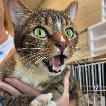 Tybalt -  Domestic Short Hair Cat for Adoption in Council Bluffs, Iowa - Tybalt | PetCurious