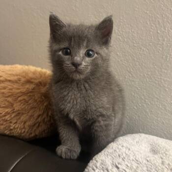 Rebel -  Domestic Medium Hair Cat for Adoption in Waynesburg, Pennsylvania - Rebel | PetCurious