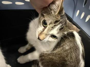MARGARET -  Domestic Short Hair Cat for Adoption in Kalamazoo, Michigan - MARGARET | PetCurious