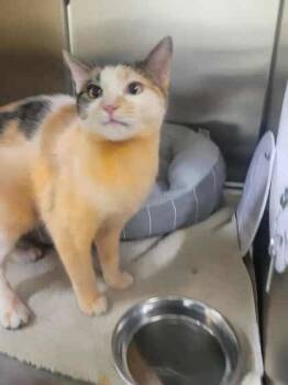 Rescue Domestic Short Hair Cats for Adoption in Memphis, Tennessee - Tangerine | PetCurious