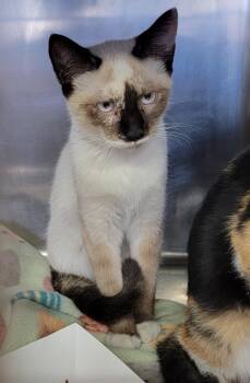 Rescue Siamese Cats for Adoption in Marietta, Ohio - Meeko (Spayed) (Bonded Pair W/Stella) | PetCurious