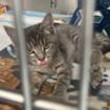 Domestic Short Hair Cats Available for Adoption - Penelope Bridgerton | PetCurious