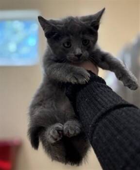 DIPSY -  Domestic Short Hair Cat for Adoption in Aliquippa, Pennsylvania - DIPSY | PetCurious
