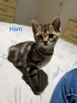 Domestic Short Hair Cats Available for Adoption - Ham | PetCurious