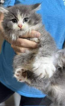 Ferguson -  Domestic Long Hair Cat for Adoption in Apollo, Pennsylvania - Ferguson | PetCurious
