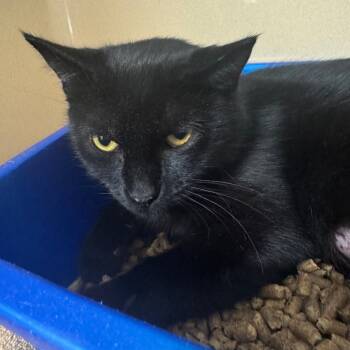 Rescue American Shorthair Cats for Adoption in Blue Ridge, Georgia - Winona | PetCurious