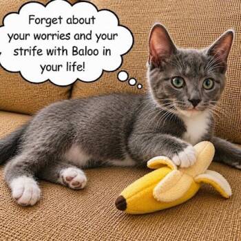 Baloo W/Bagheera -  Domestic Short Hair Cat for Adoption in Silverton, Oregon - Baloo W/Bagheera | PetCurious