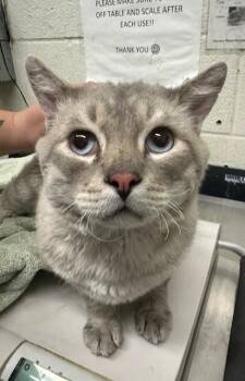Siamese Cats Available for Adoption - A270422 | PetCurious