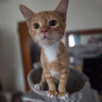 Toulise -  Domestic Short Hair Cat for Adoption in Philadelphia, Pennsylvania - Toulise | PetCurious