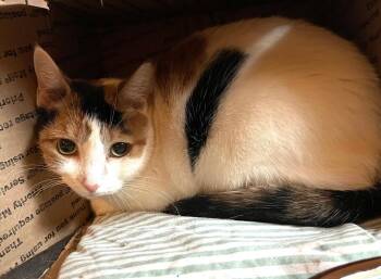 Domestic Short Hair Cats Available for Adoption in New York, New York - Rosita: Courtesy Post | PetCurious