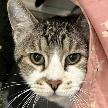 Domestic Short Hair Cats Available for Adoption in Murray, Utah - Mr. Peabody | PetCurious