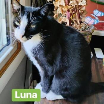 Moon and Luna -  Domestic Short Hair Cat for Adoption in Seven Valleys, Pennsylvania - Moon And Luna | PetCurious