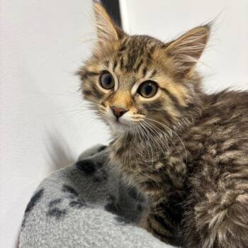 Asfaloth -  Domestic Medium Hair Cat for Adoption in Puslinch, Ontario - Asfaloth | PetCurious