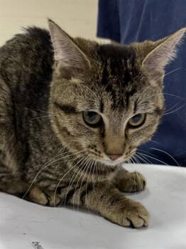 Domestic Short Hair Cats Available for Adoption - TOBI | PetCurious