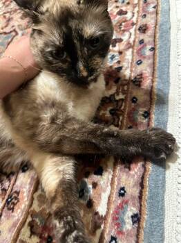 Smoochie -  Siamese and Domestic Short Hair Cat for Adoption in Lucas, Texas - Smoochie | PetCurious
