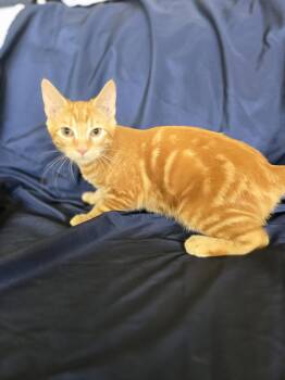 Groot -  Domestic Short Hair Cat for Adoption in Boston, Kentucky - Groot | PetCurious