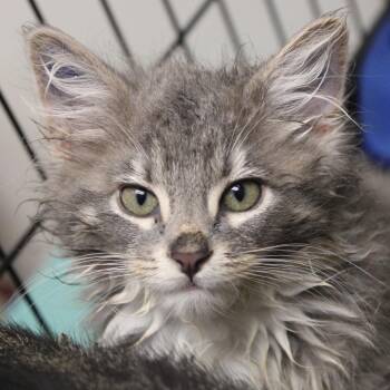 Durian -  Domestic Short Hair Cat for Adoption in Cleveland, Mississippi - Durian | PetCurious