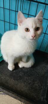 Rescue Domestic Short Hair Cats for Adoption in Crocker, Missouri - Noodles | PetCurious