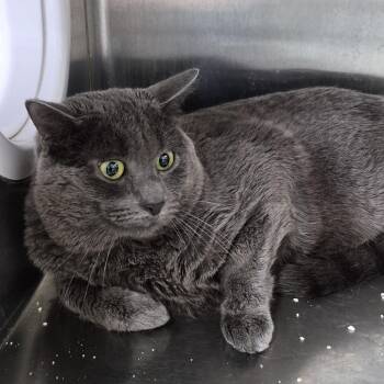 Michi -  Domestic Short Hair Cat for Adoption in Natick, Massachusetts - Michi | PetCurious