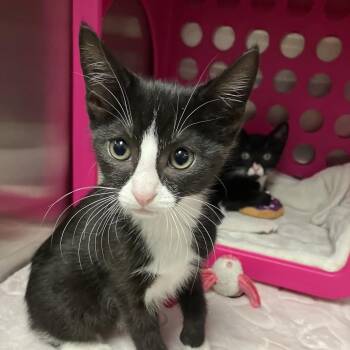 Shea -  Domestic Short Hair Cat for Adoption in Keizer, Oregon - Shea | PetCurious