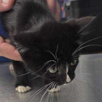 Whit -  Domestic Short Hair Cat for Adoption in Summerlee, West Virginia - Whit | PetCurious