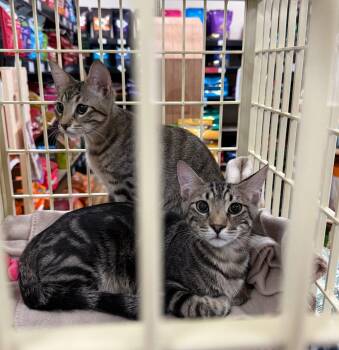 Domestic Short Hair Cats Available for Adoption in Crystal Lake, Illinois - Hank | PetCurious