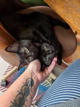 Shoulda -  Domestic Short Hair Cat for Adoption in Fort Collins, Colorado - Shoulda | PetCurious