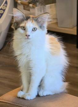 Dole -  Domestic Medium Hair Cat for Adoption in San Jose, California - Dole | PetCurious