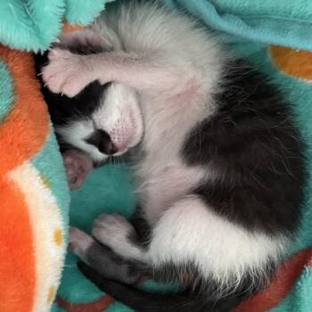 Domestic Short Hair Cats Available for Adoption in Pahoa, Hawaii - Smidge | PetCurious