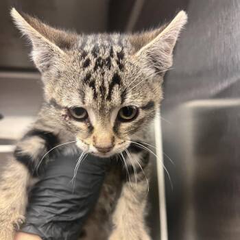 Tagged Cheeto Puff -  Domestic Short Hair Cat Available for Adoption in TIMBERCRK CYN, Texas - Tagged Cheeto Puff | PetCurious